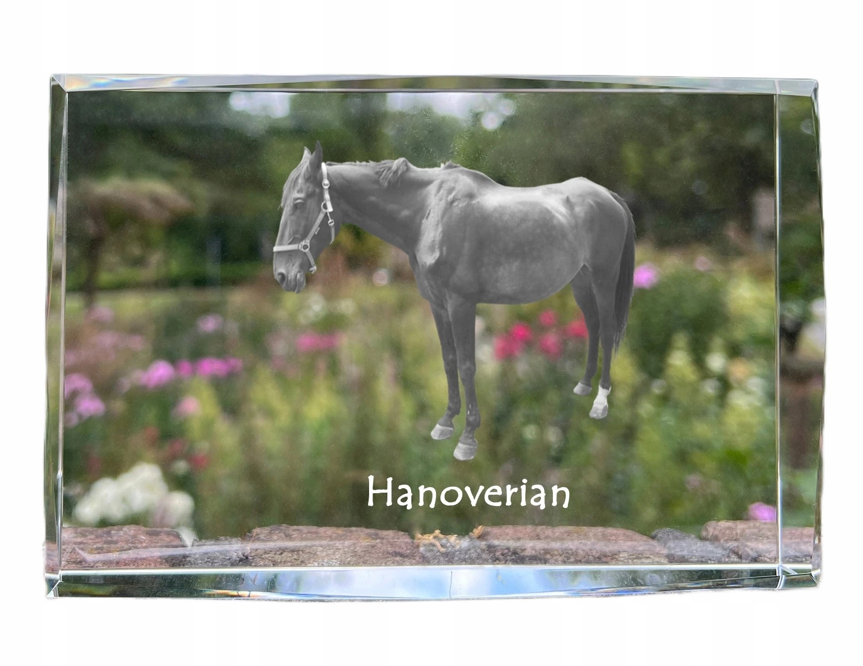 Hanoverský kôň, fotografia v kryštáli, suvenír, trofej, poďakovanie