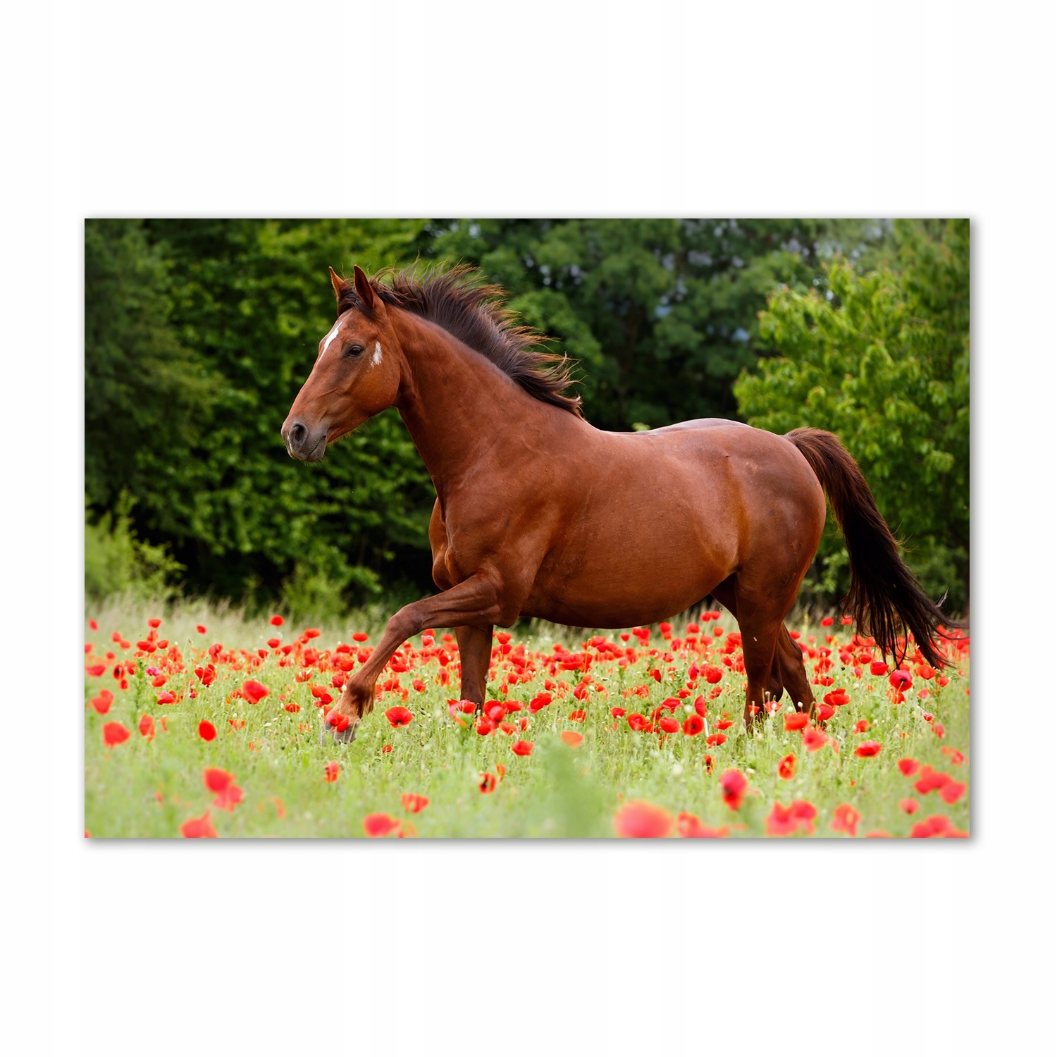 

Foto obraz szkło akryl Koń na polu maków 100x70 cm