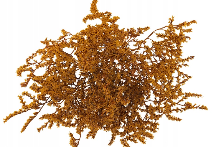 ZATRWIAN TATARSKI POMARAŃCZOWY statica suszki Marka inna