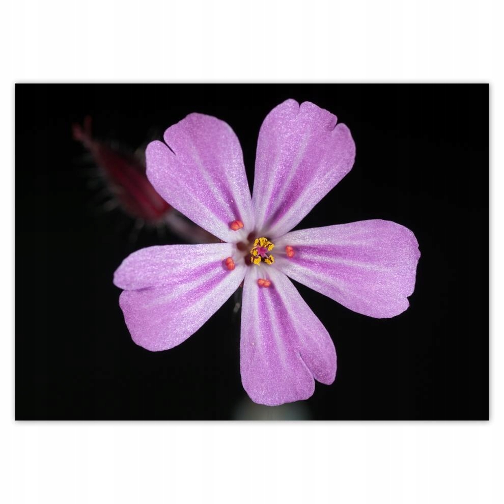 

Naklejki 70x50 Dzień Kobiet Prezent Love