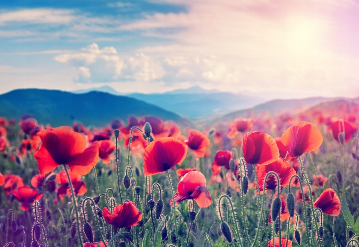 

Fototapeta Flizelinowa Kwiaty maku 152x104