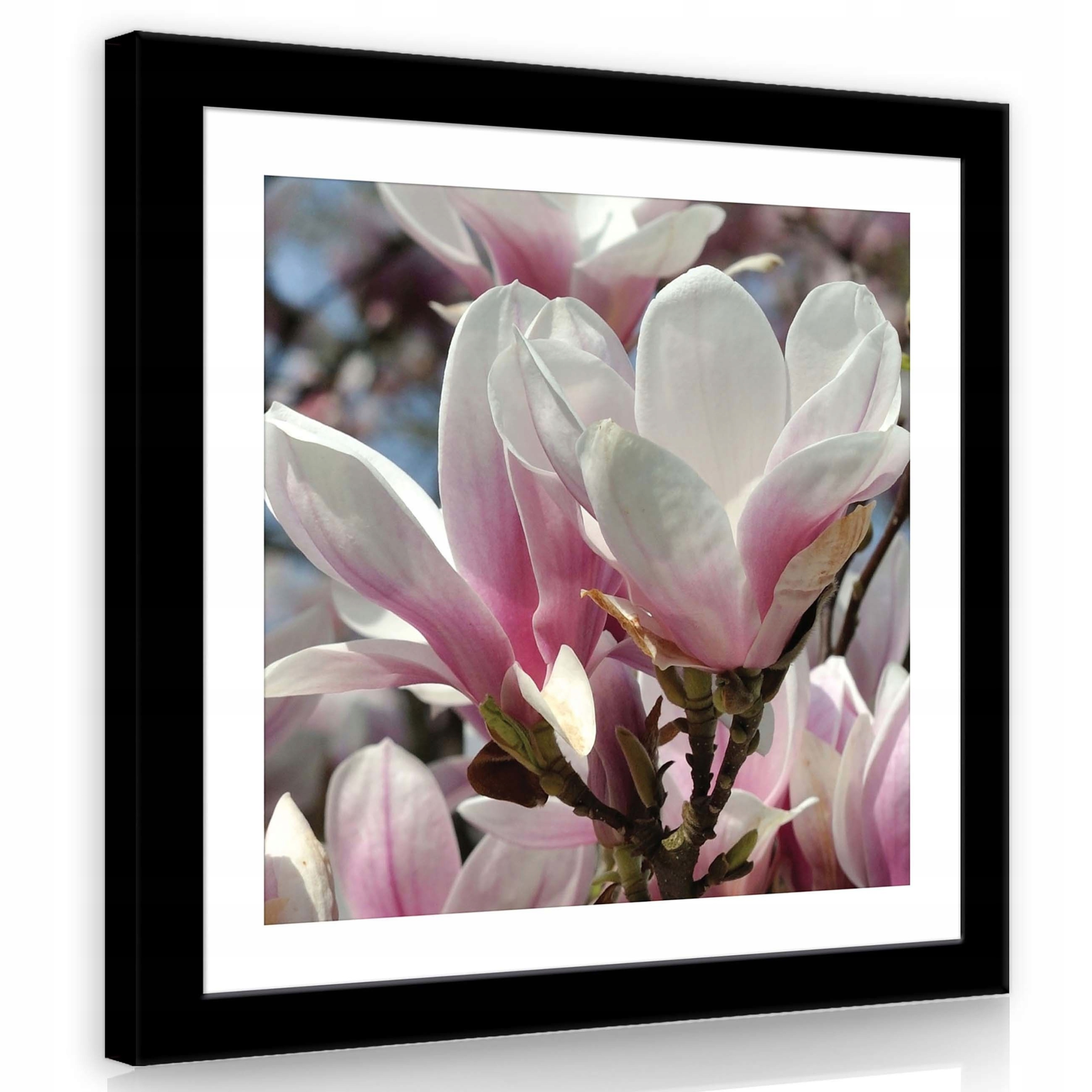 Obraz 80x80 Magnolie květiny jaro růžová bílá svěžest příroda