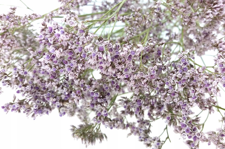 Limonium ZATRWIAN NATURALNY BLADOWRZOSOWY suszki Rodzaj galązki