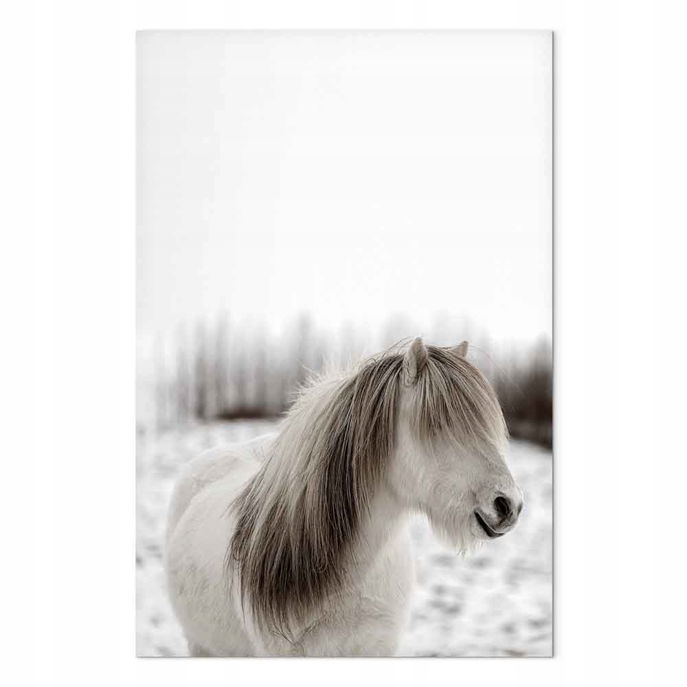 Obraz na plátně canvas Příroda Fauna Kůň Island Zima 40x60 cm