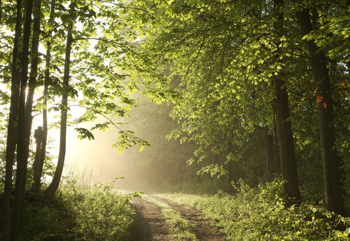 

Fototapeta Flizelinowa Ścieżka leśna 152x104