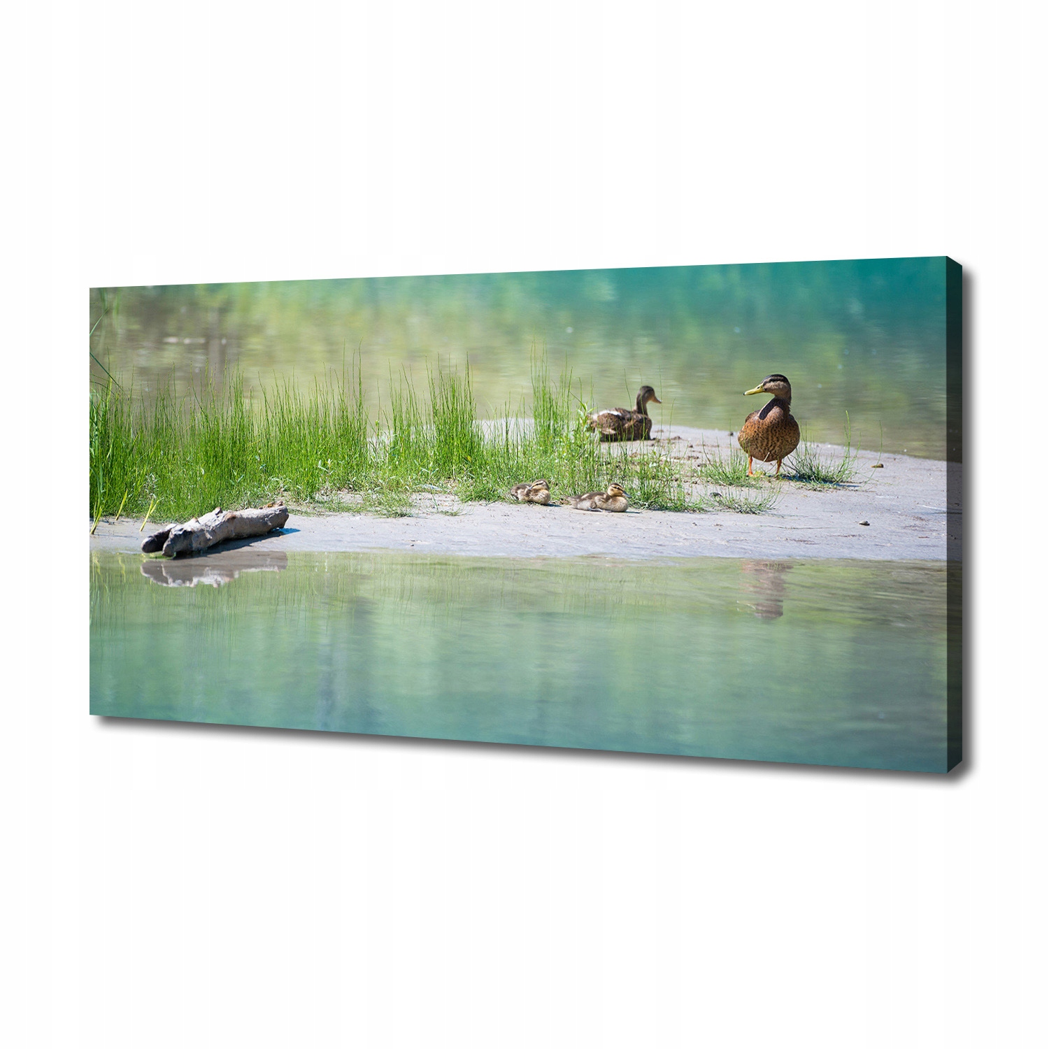 

Foto obraz na płótnie Kaczki nad wodą 140x70 cm