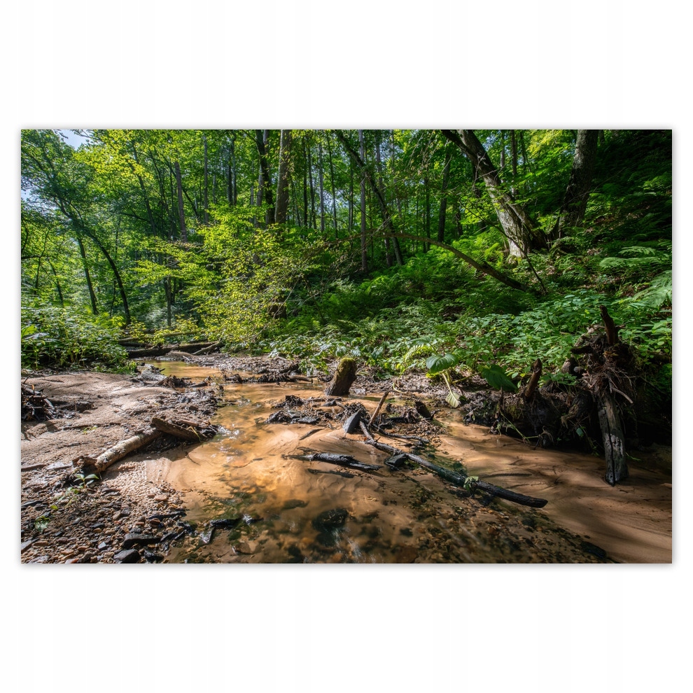 

Plakaty 93x62 Rzeka Las Tropiki