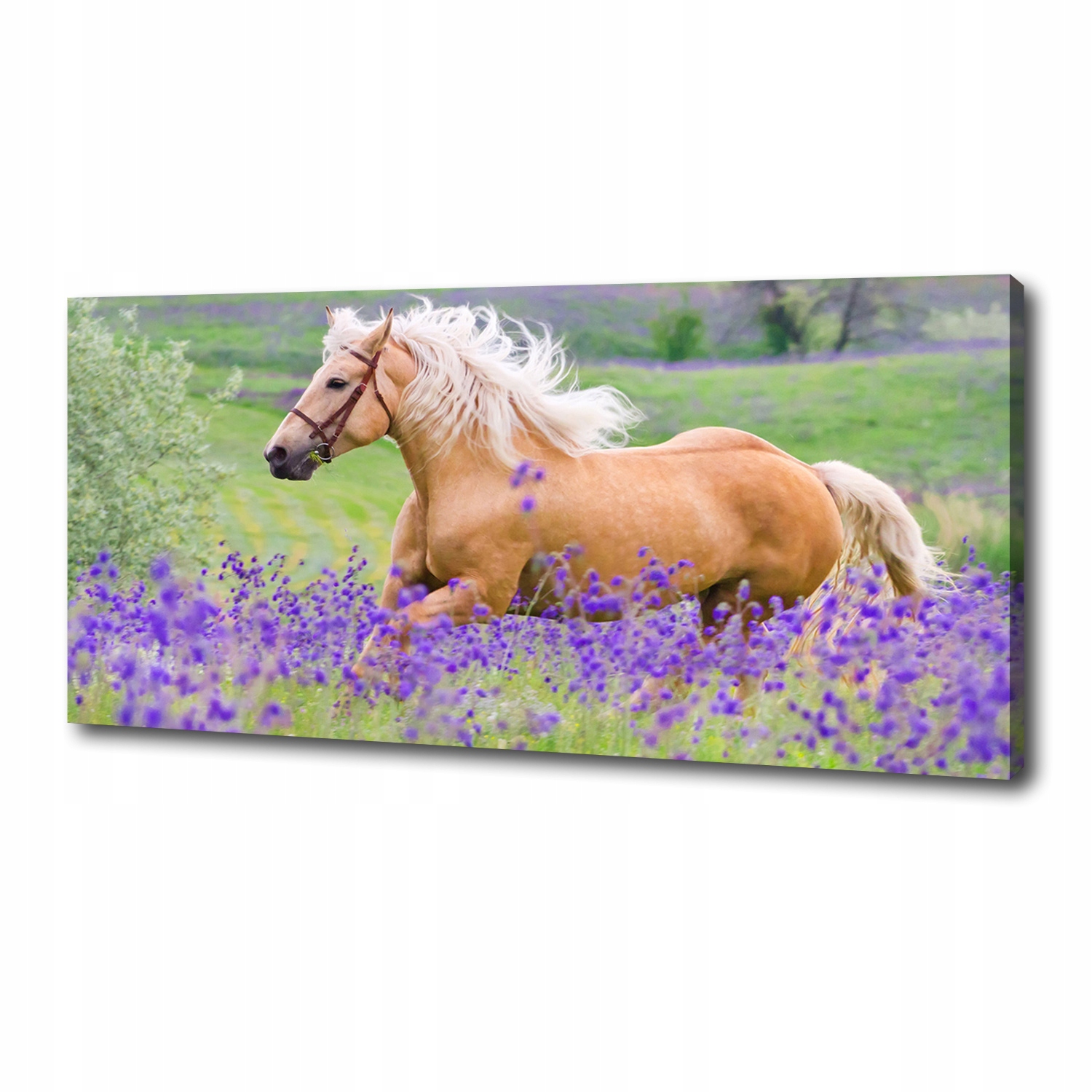 

Foto obraz na płótnie Koń na polu lawendy 125x50cm