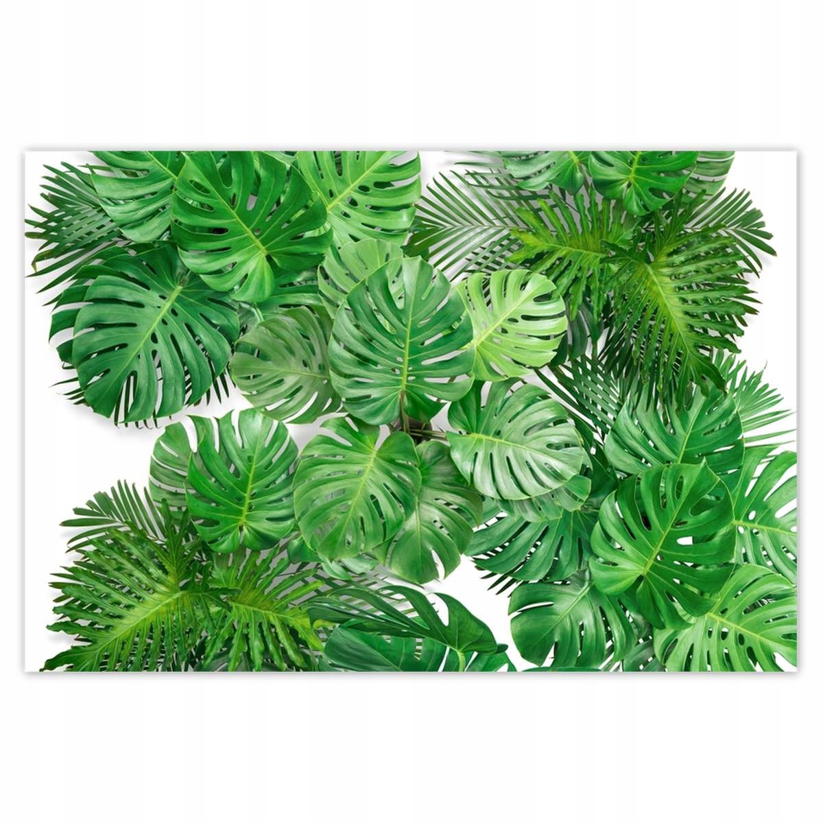 Plakáty 200x135 Monstera děravé listy