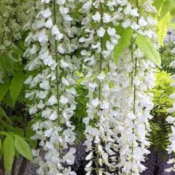 GLICYNIA SNOW SHOWER - Wisteria sadzonki w doniczkach