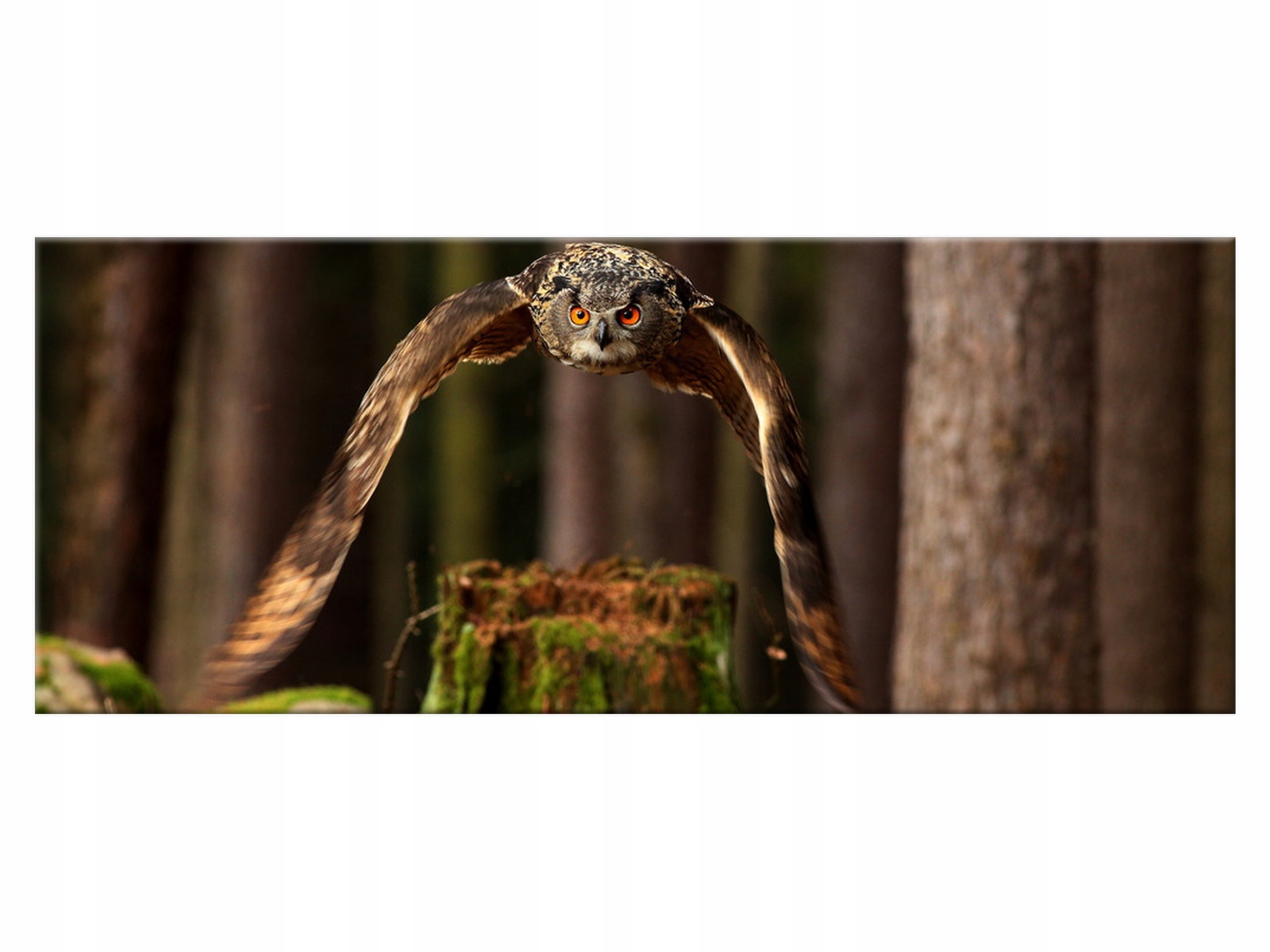 

Obraz Sowa 100x40 Ptaki 1984A_1I do salonu Płótno