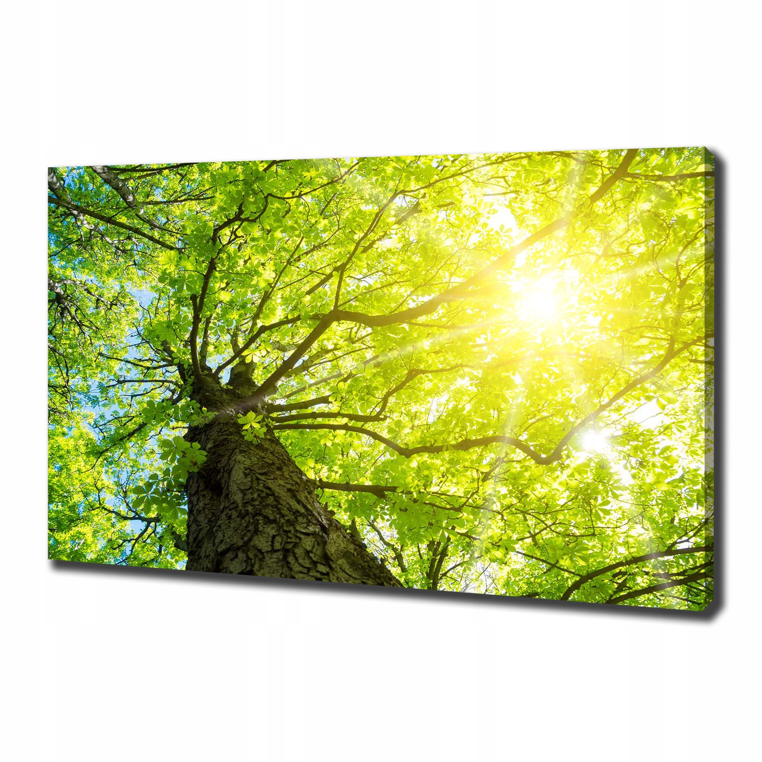 

Foto obraz na płótnie Kasztan wiosną 100x70 cm