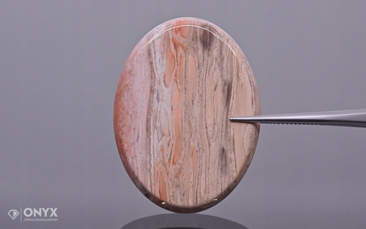 Zkamenělá palma konvexní mělká ovál 40x30,5 mm