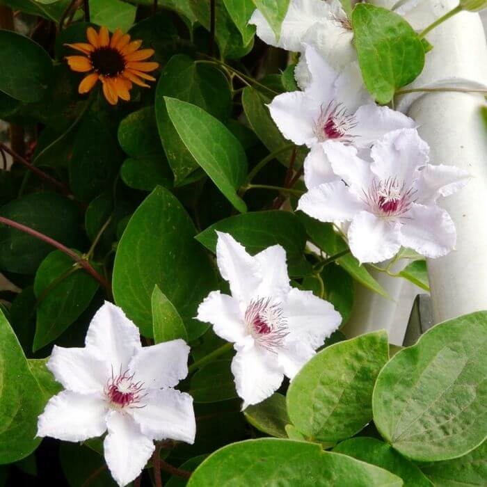 Clematis 'Maria Kaczyńska' sadzonka w pojemniku 4L