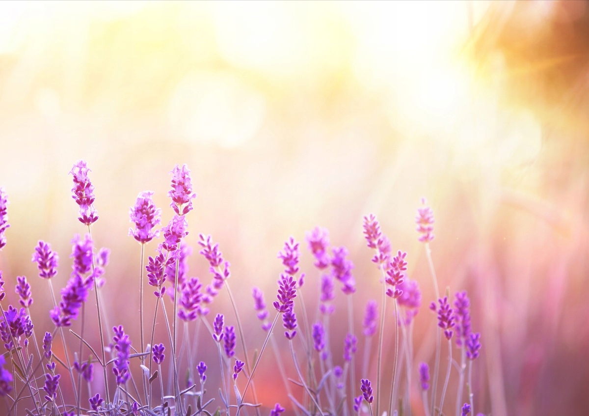 

Tapeta flizelinowa Lawenda Złoty 208x146