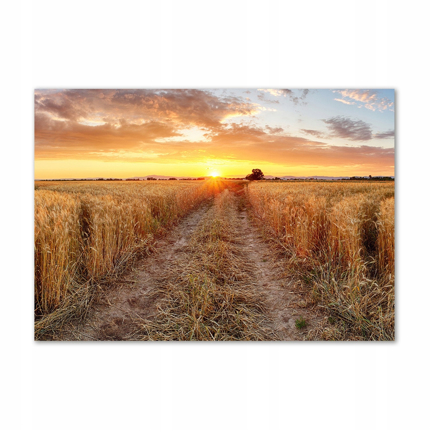 

Foto obraz szkło akrylowy Pole pszenicy 100x70 cm