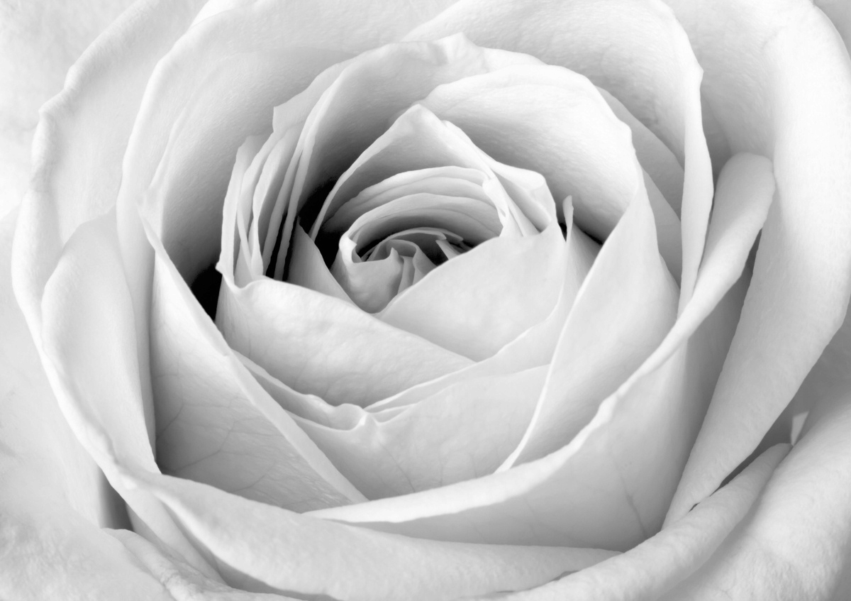 

Fototapeta Flizelinowa Biała róża - 312x219