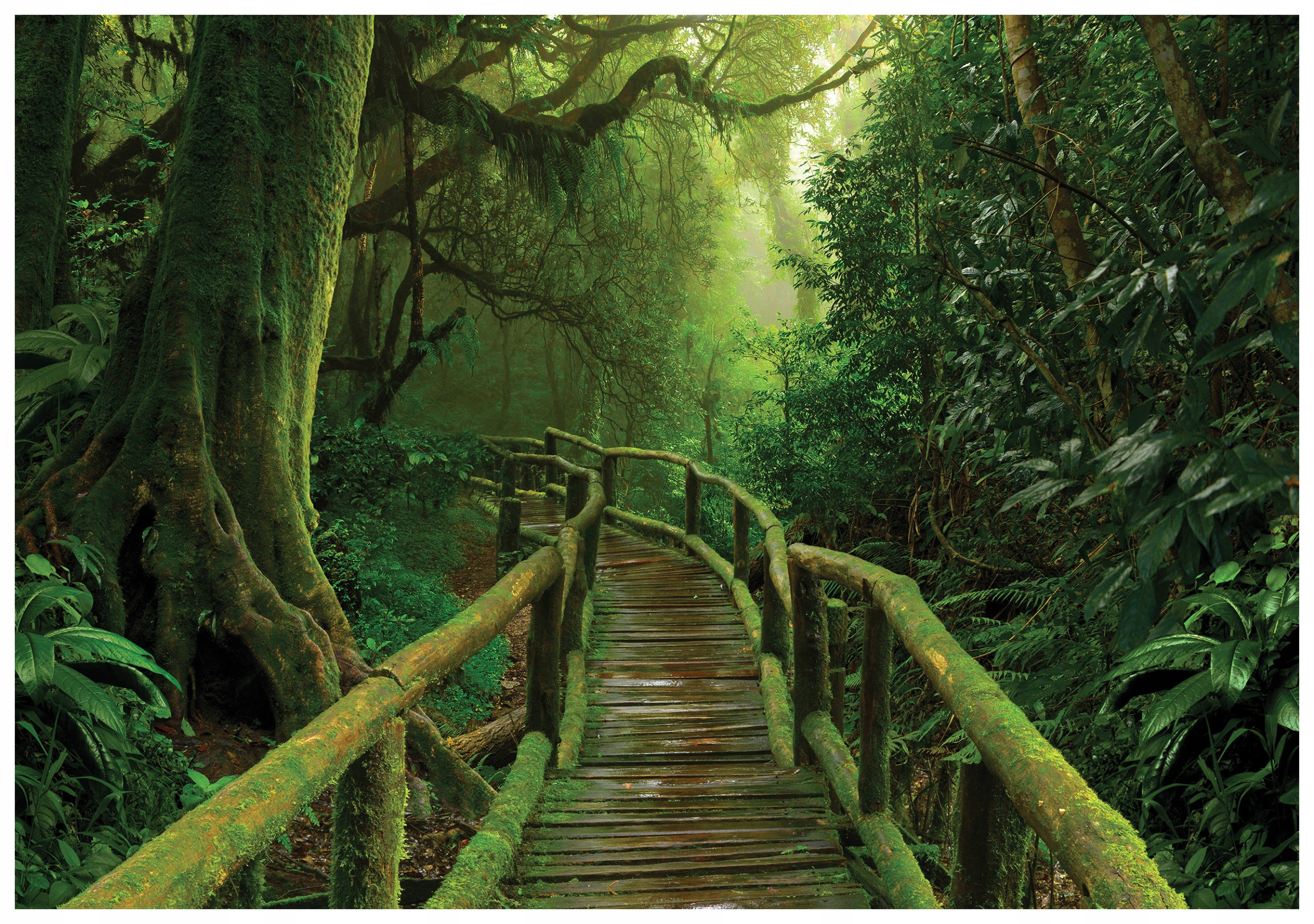 Fototapeta Most v džungli tropické dobrodružství příroda 200x140 lepidlo