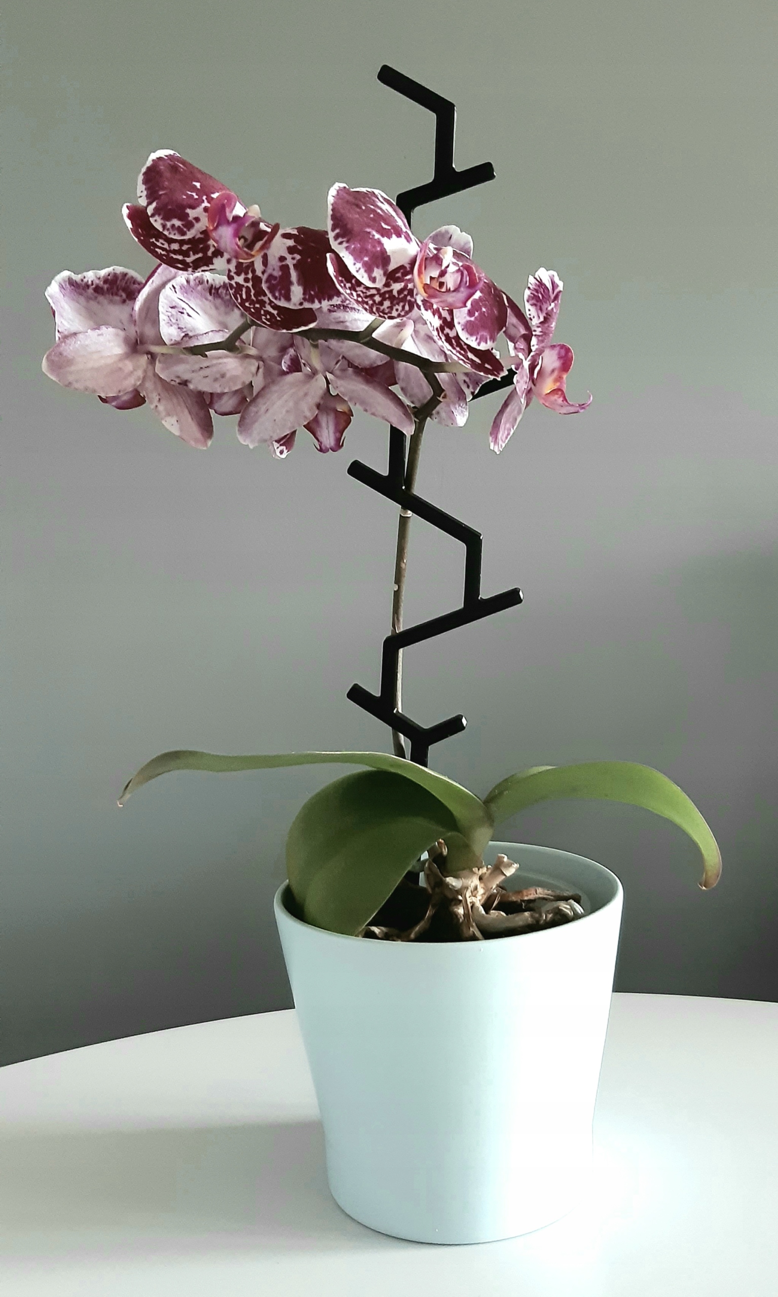 PODPÓRKA DO KWIATÓW ROŚLIN STORCZYK XL 47 CM Kod producenta PODPÓRKA KWIATÓW STORCZYK 47CM