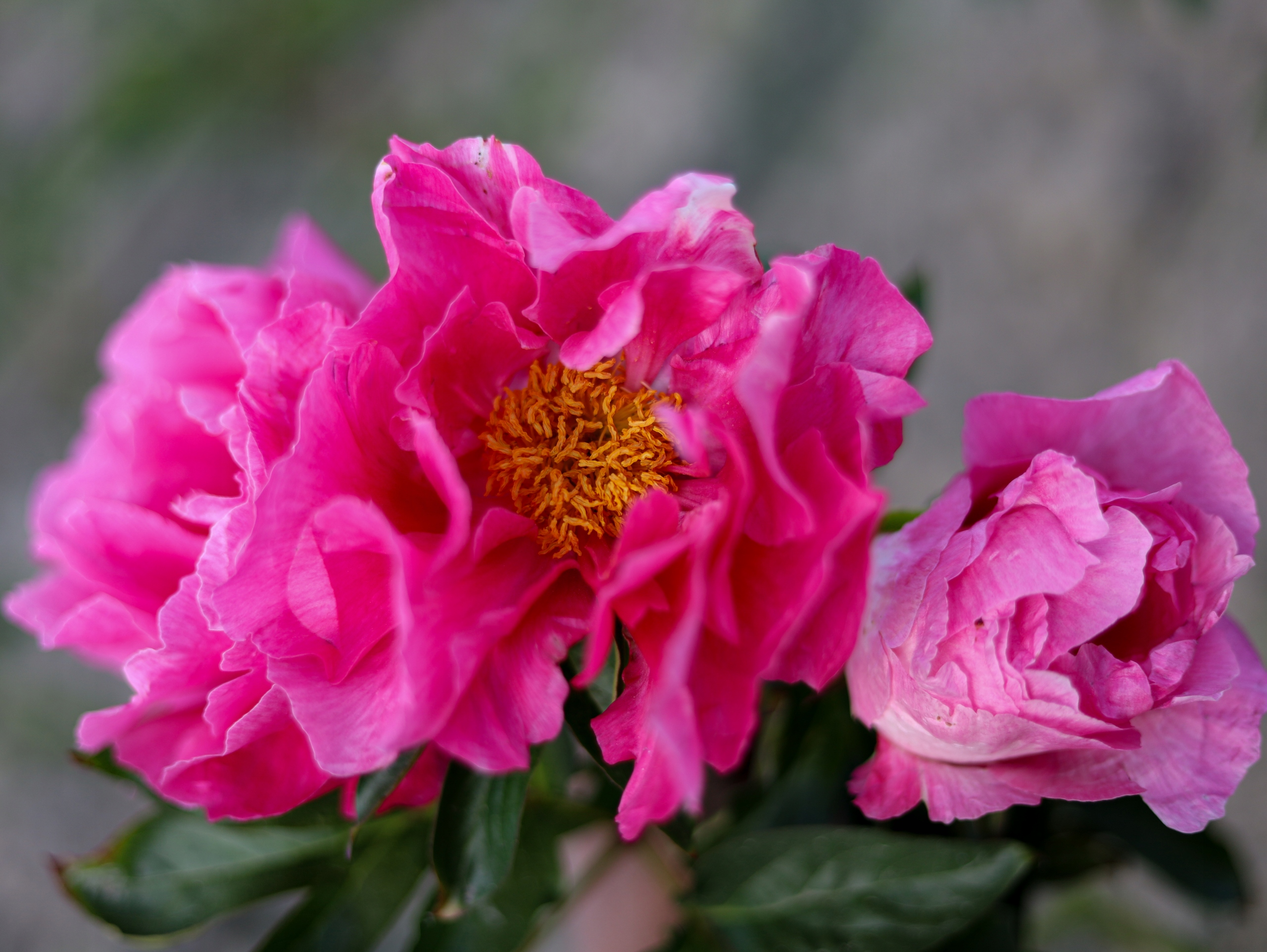 Piwonia Paeonia PAULA FAY duże karminowe półpełne kwiaty duża sadzonka