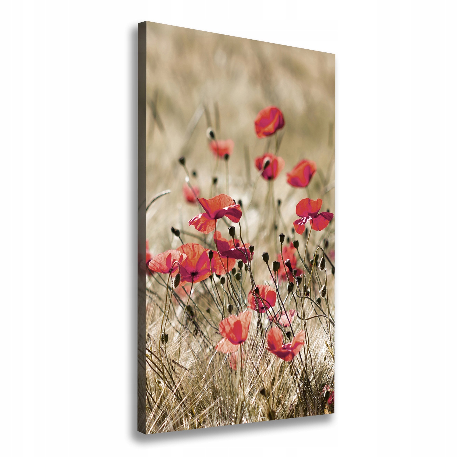 

Foto obraz canvas do salonu Polne kwiaty 60x120