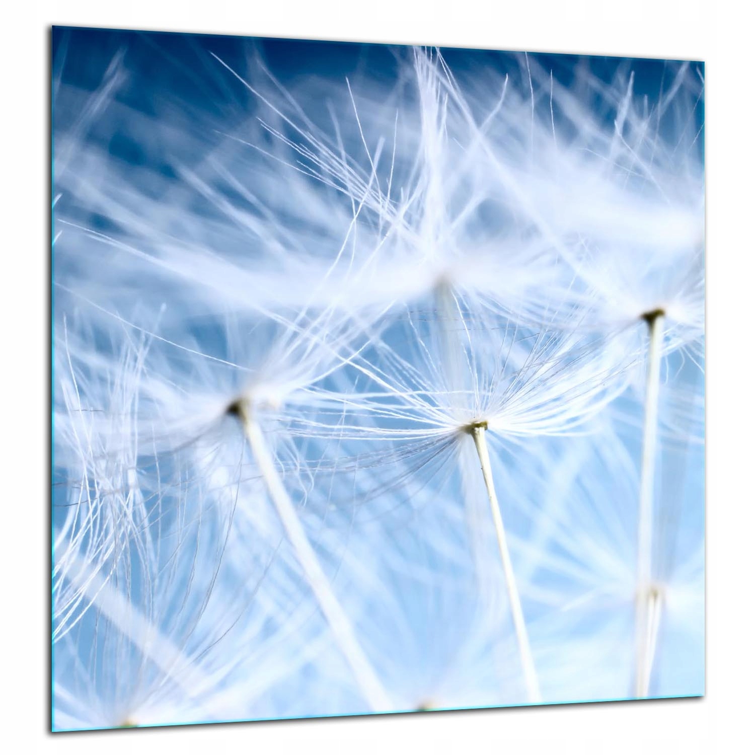Skleněná Ochranná Deska Panel Lepidlo 60x65 Květiny