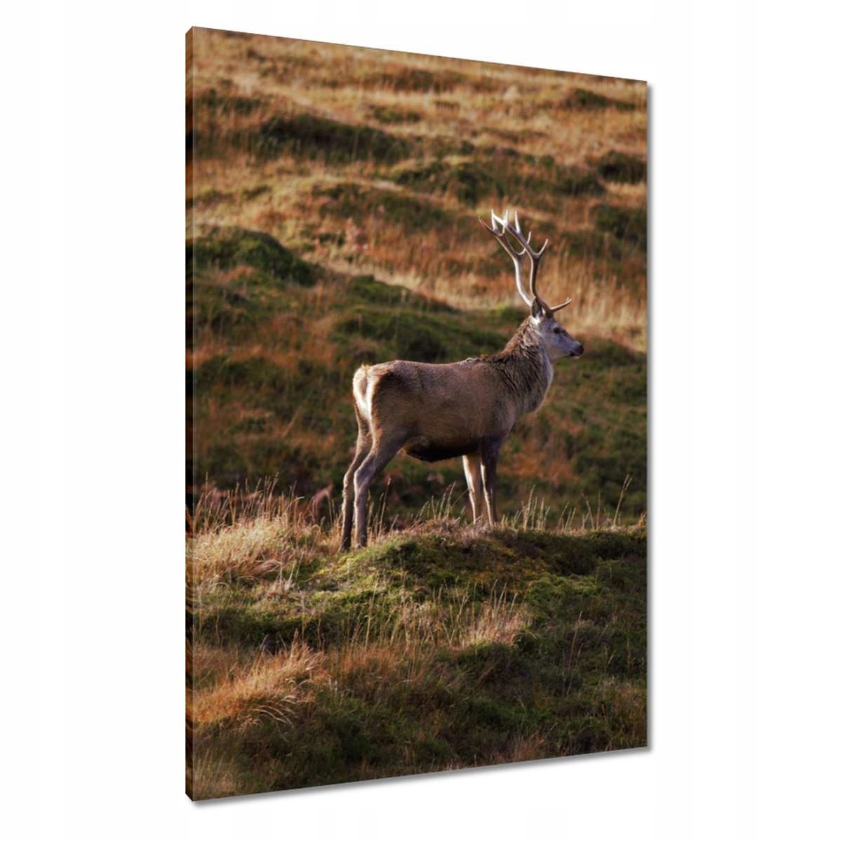 Obrazy 70x100 Jelen v přírodě Lov