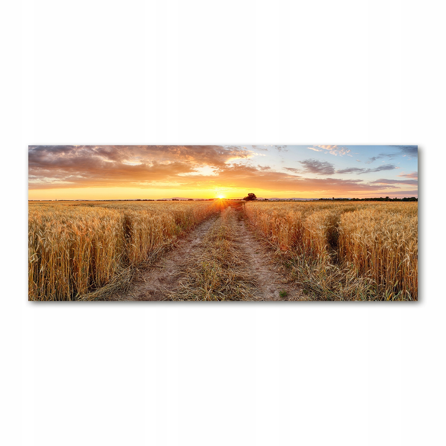 

Foto obraz akryl zdjęcie Pole pszenicy 125x50 cm