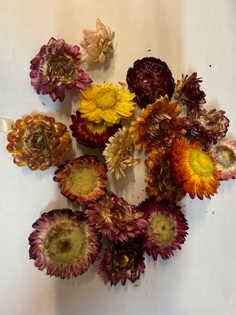 Levně sedmikráska barevná, jedlý květ 1 kg