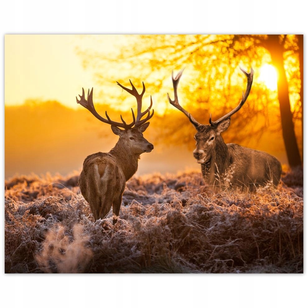 

Plakat 50x40 Jelenie o poranku