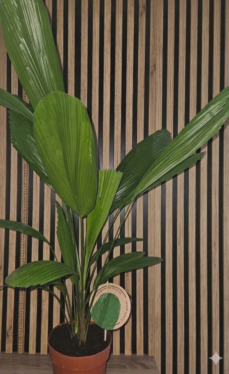 Palma Licuala Grandis 80 cm