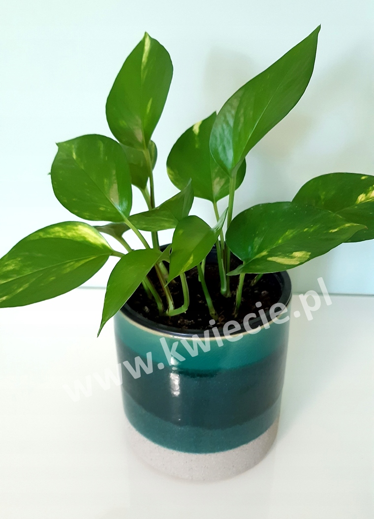 Osłonka CERAMICZNA Doniczka Turkus Oliwka 13 cm Materiał wykonania ceramika