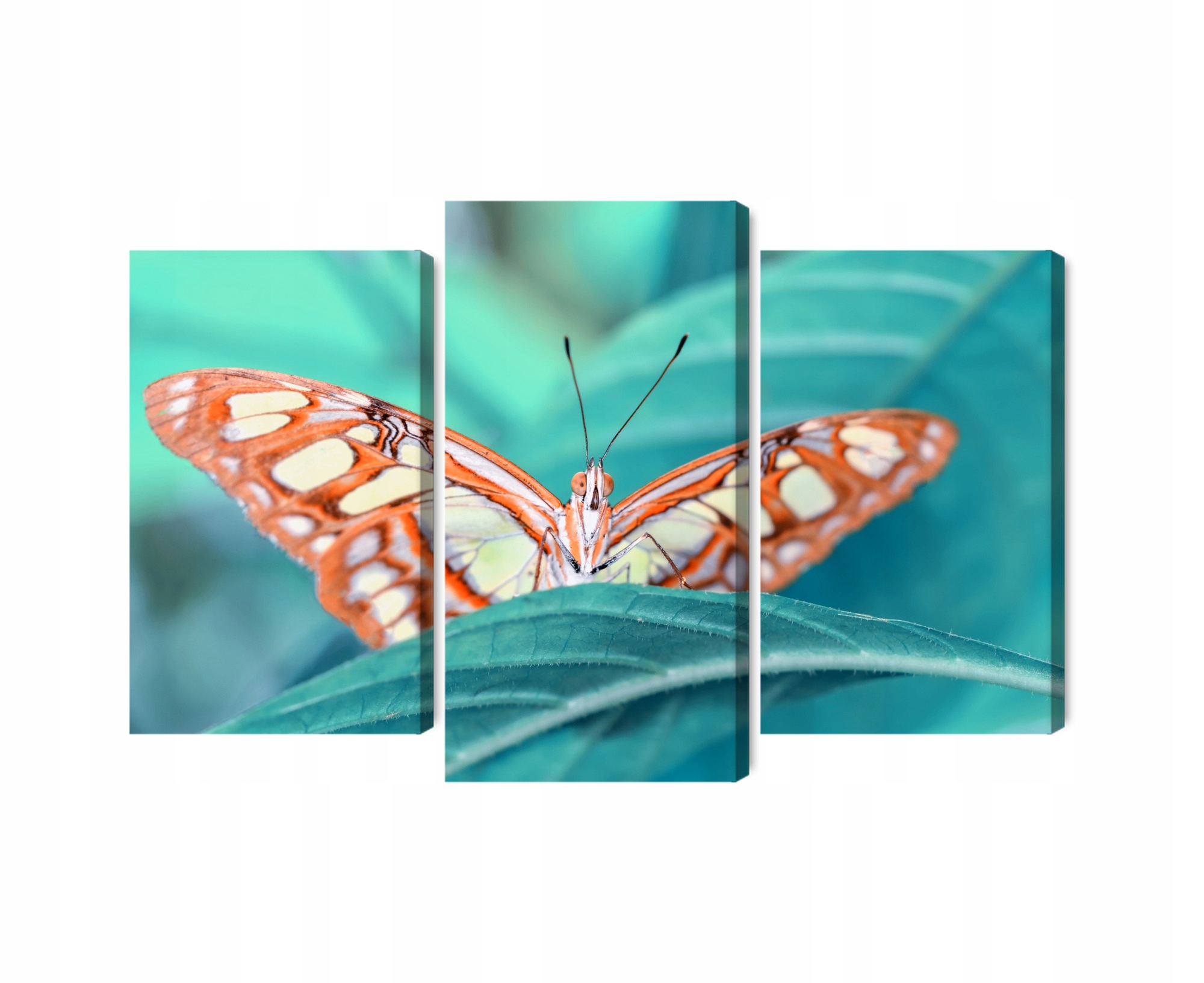 Vícedílný obraz Motýl na listu ve skále Makro Canvas 90x60