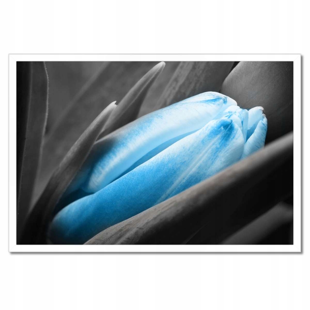 Plakáty v rámu 60x40 Modré vločky Tulipán