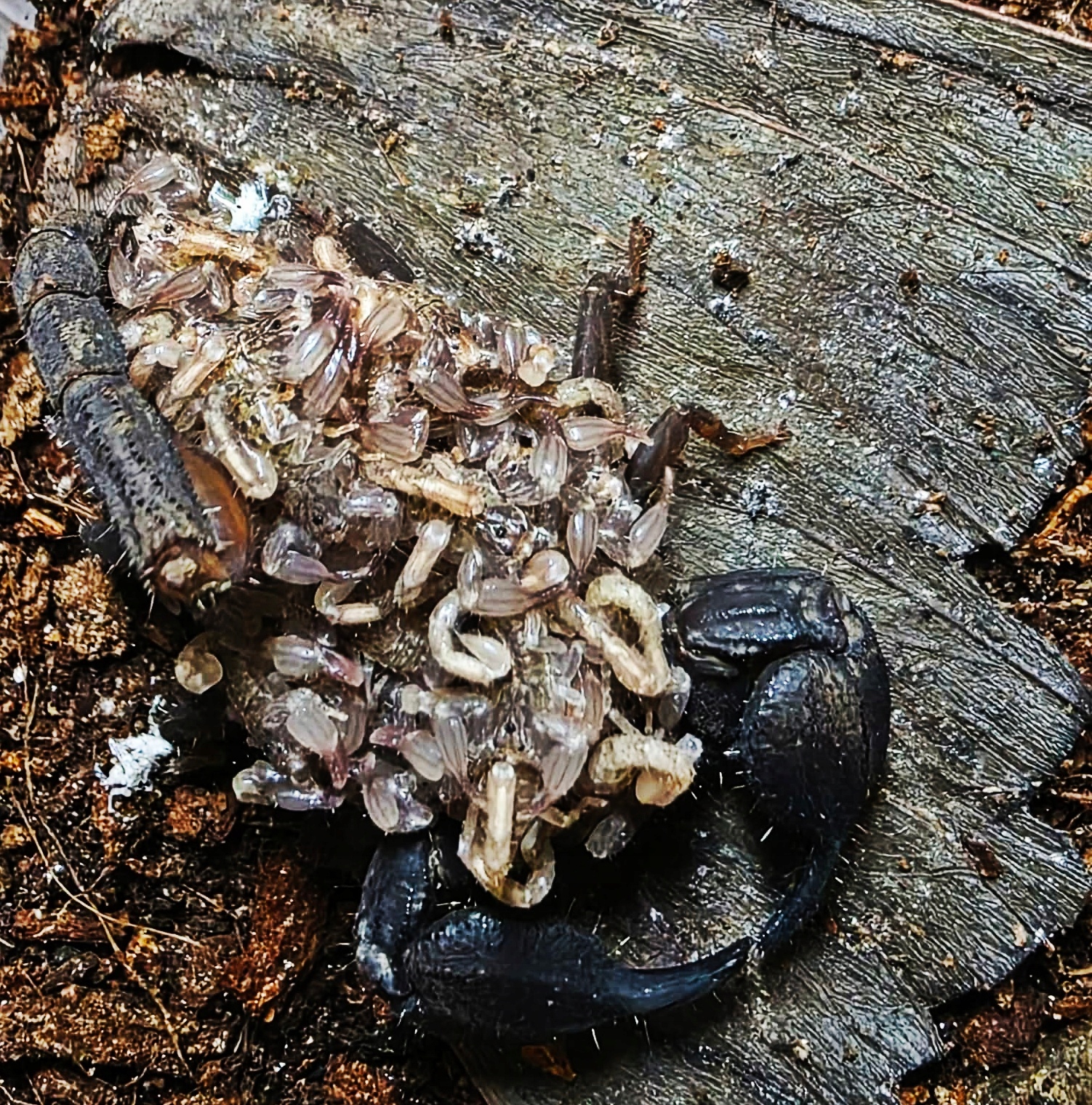 Chaerilus sp. KOMODO L2/3 (SpidersForge)