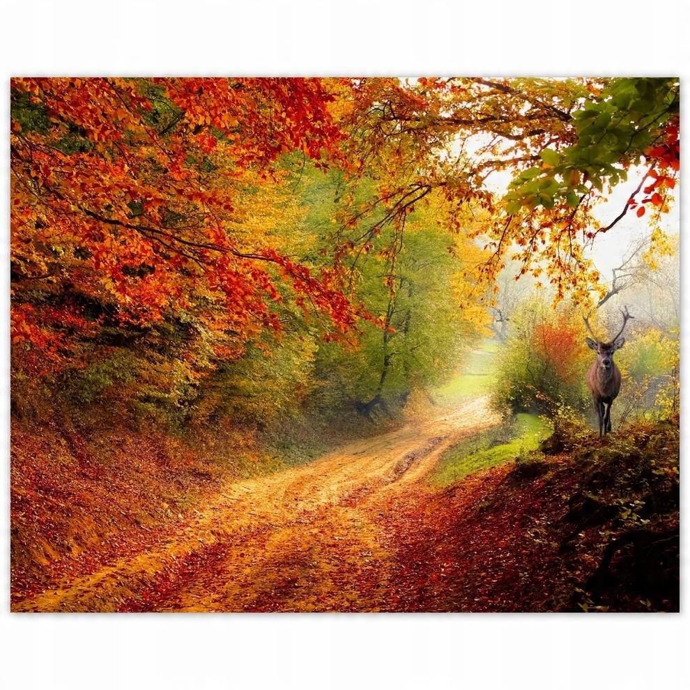 

Plakat 50x40 Jeleń w lesie