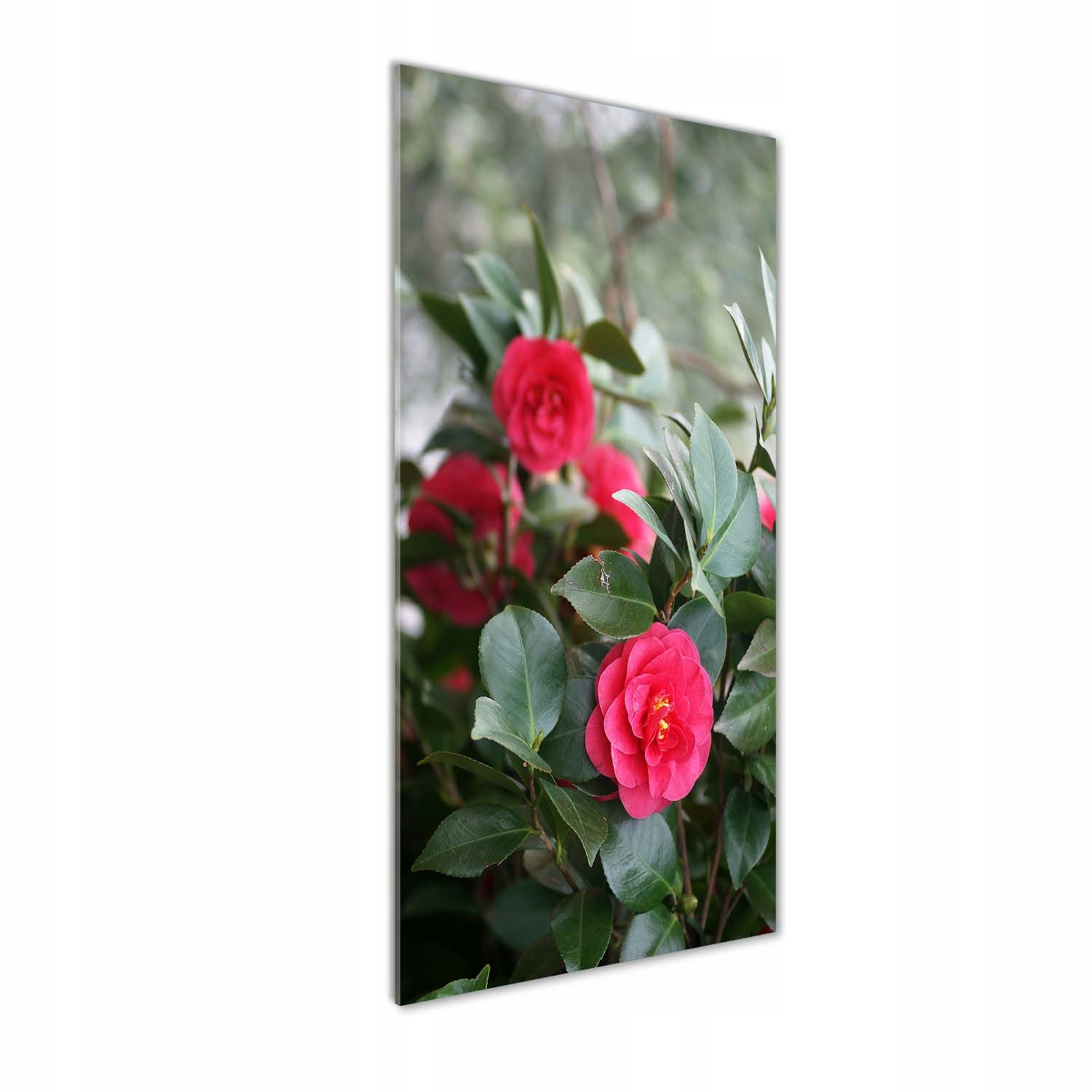 

Foto-obraz zdjęcie na szkle Kamelia 50x125 cm