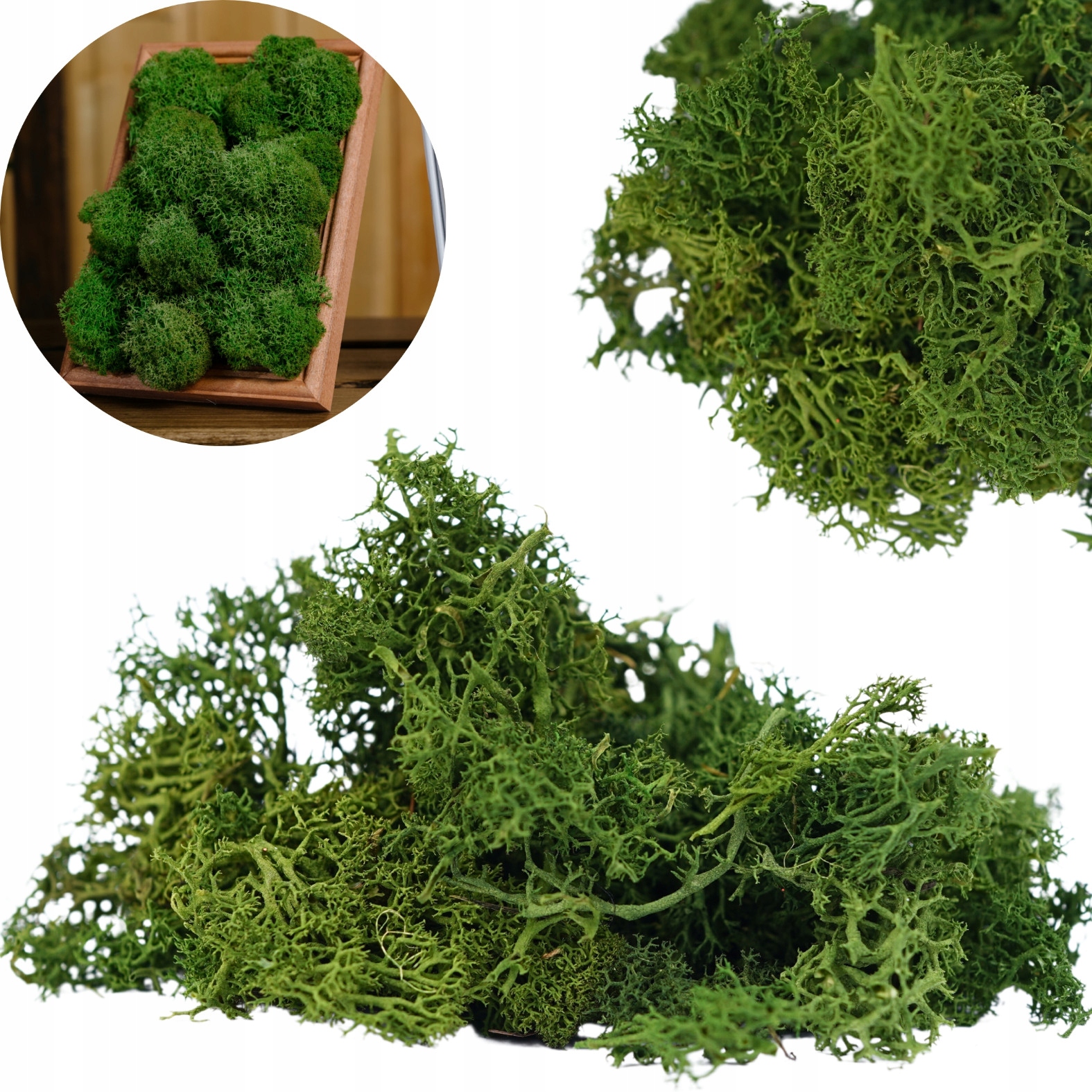 MECH CHROBOTEK ZIELONY RENIFEROWY NATURALNY OZDOBNY DO STROIKÓW TRAWIASTY