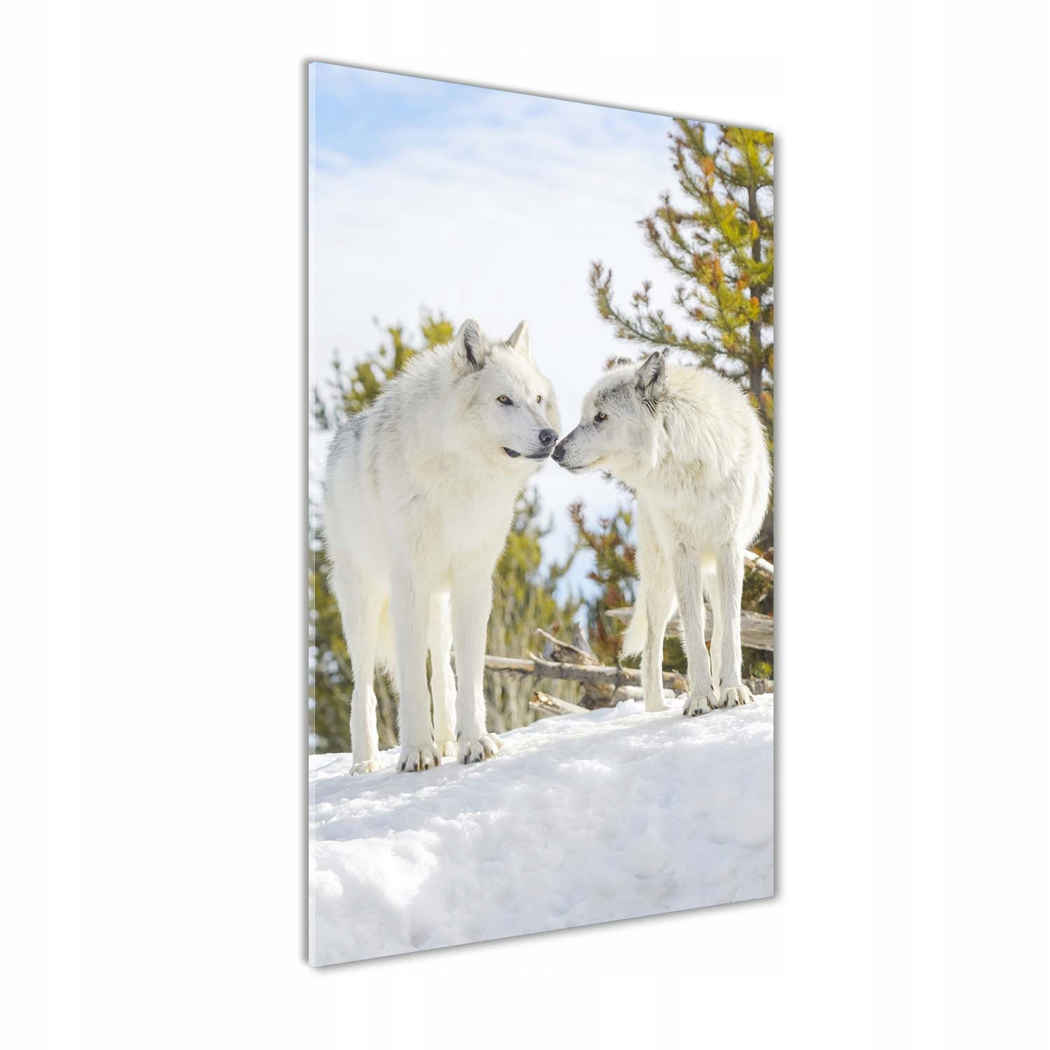 

Foto obraz szkło akrylowe Dwa białe wilki 50x100cm