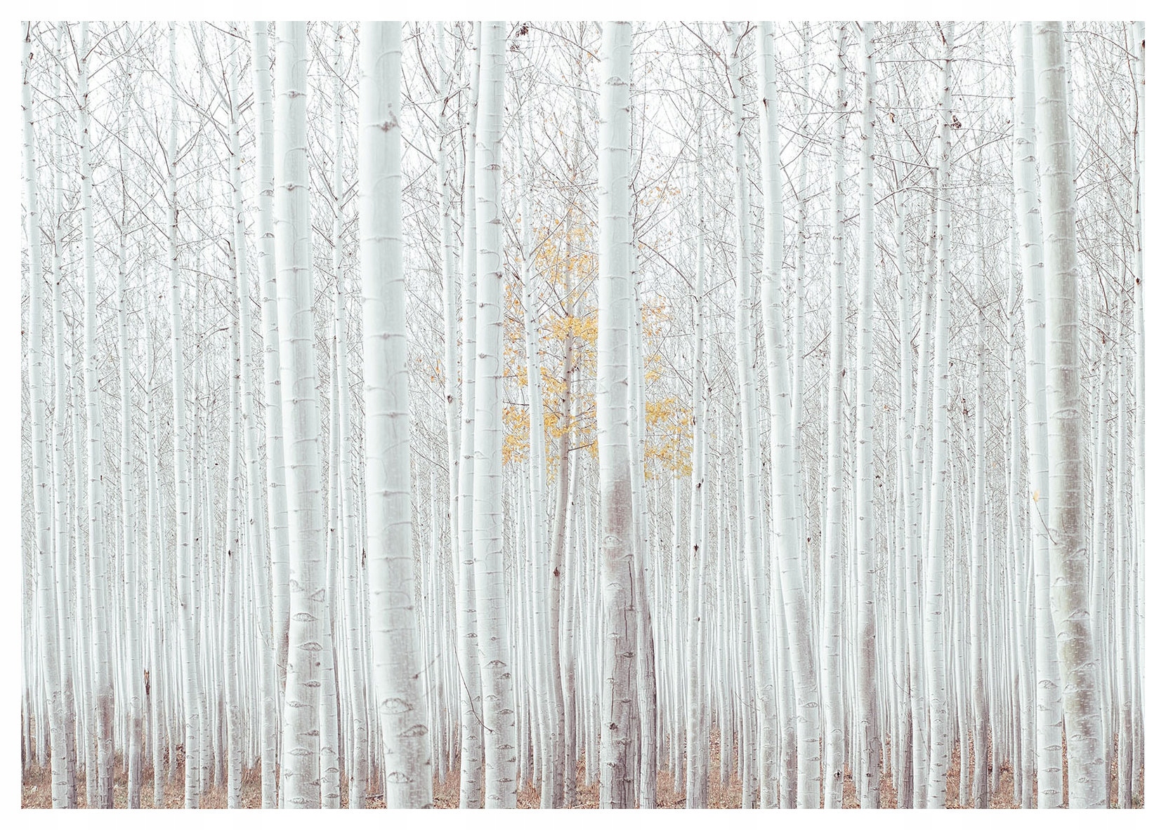 Vliesová fototapeta Bílý les Zlatá podzimní krajina 350x250 lepidlo