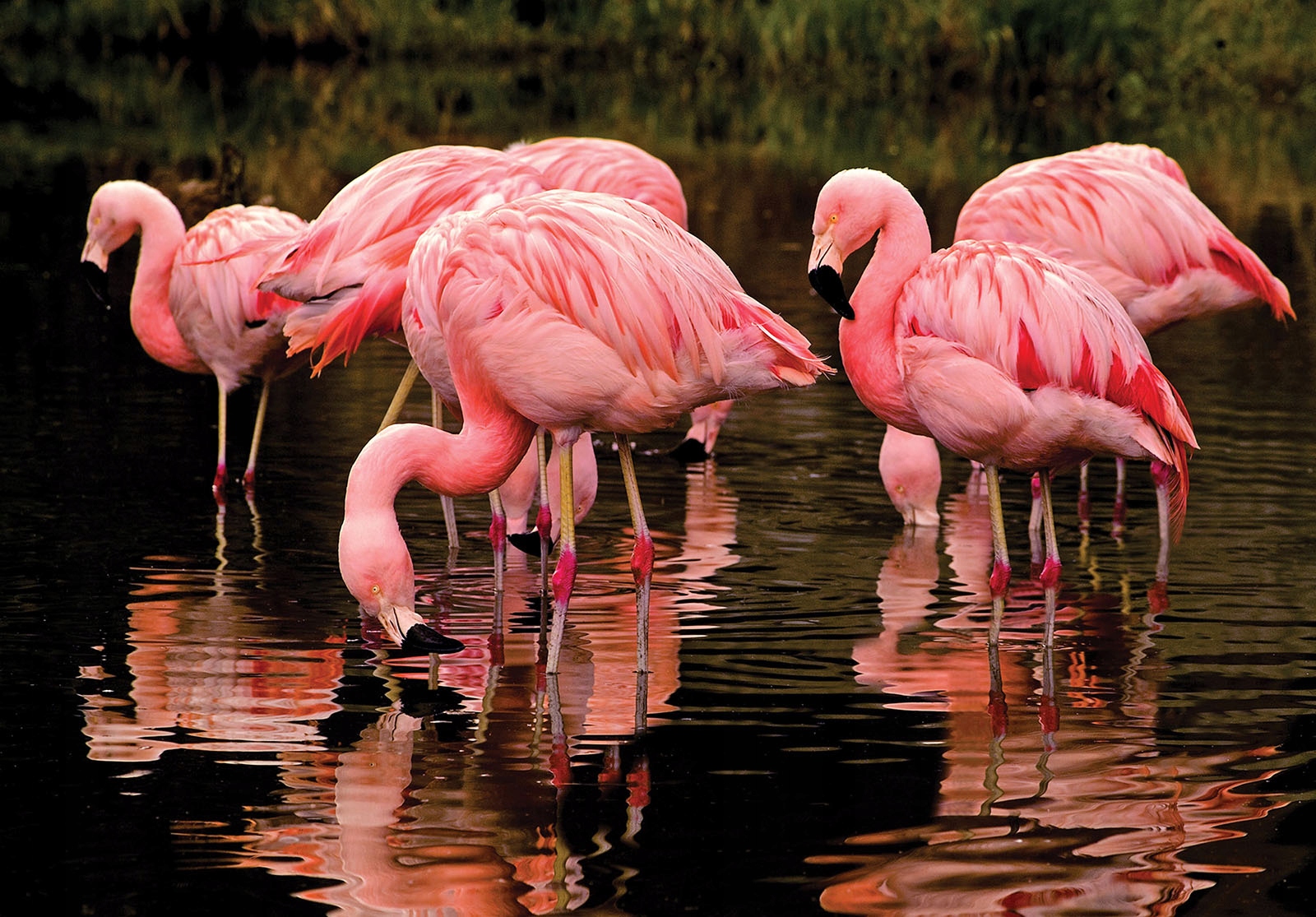 Fototapeta Flamingi Elegancia prírody pri západe slnka 350x250 lepidlo