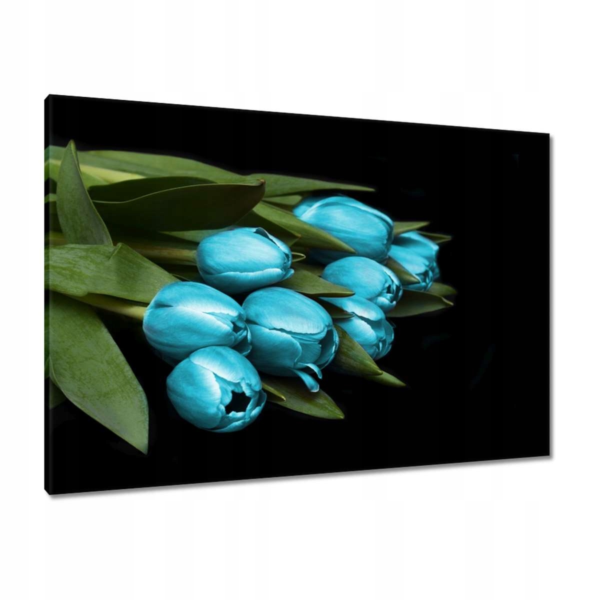 Obrazy 100x70 Tyrkysové tulipány Květina