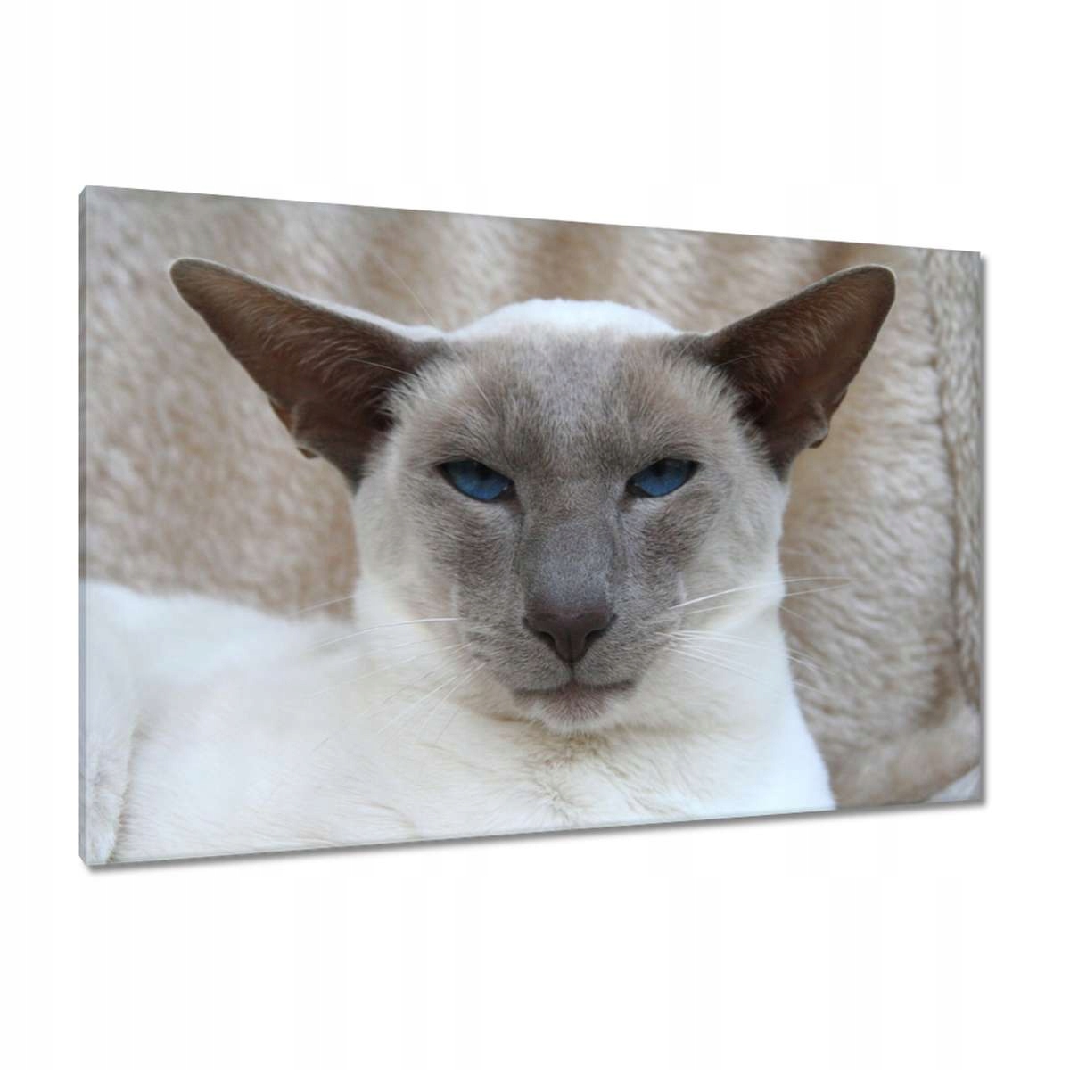 Obrazy 120x80 Kočka Kotě Kočky