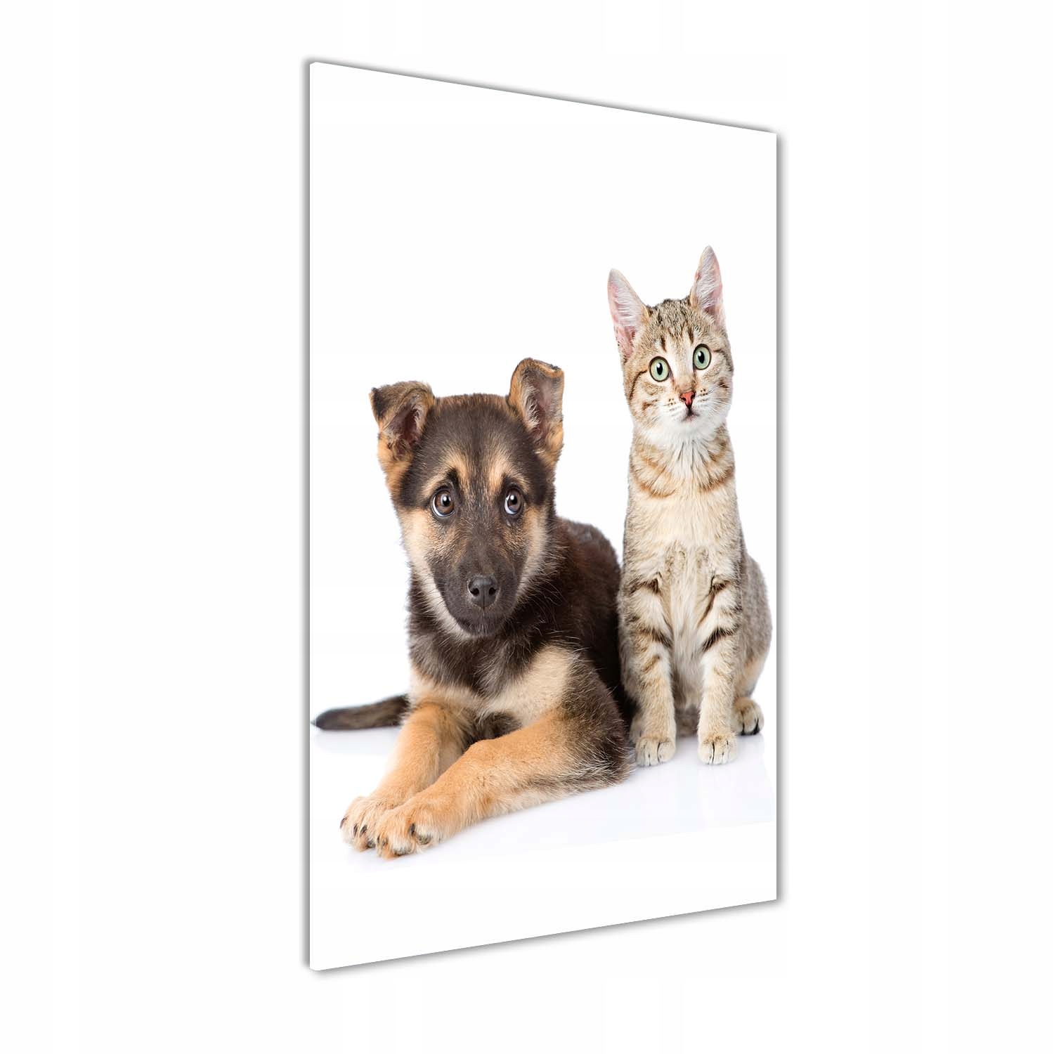 

Foto obraz akrylowy na ścianę Pies i kot 60x120cm