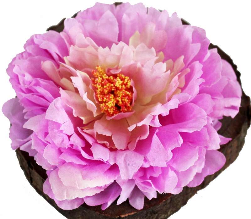 

Peonia Piwonia Główka Lila/róż/ecru Okazała
