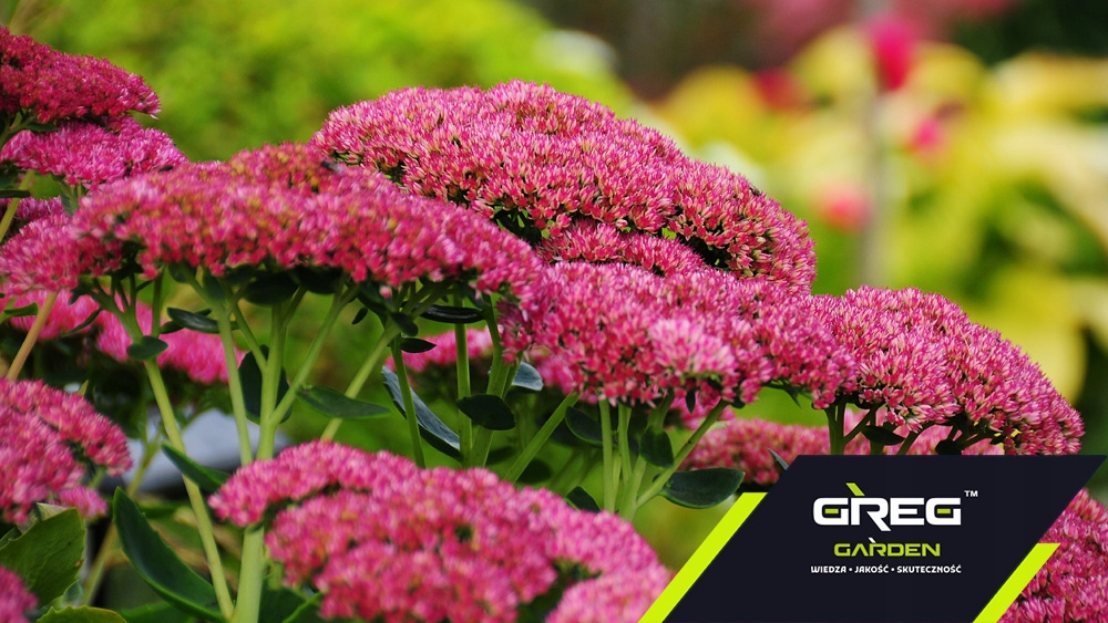 Wapno Nawozowe Granulowane do Trawnika KREDA 10kg Rodzaj nawozu wapno