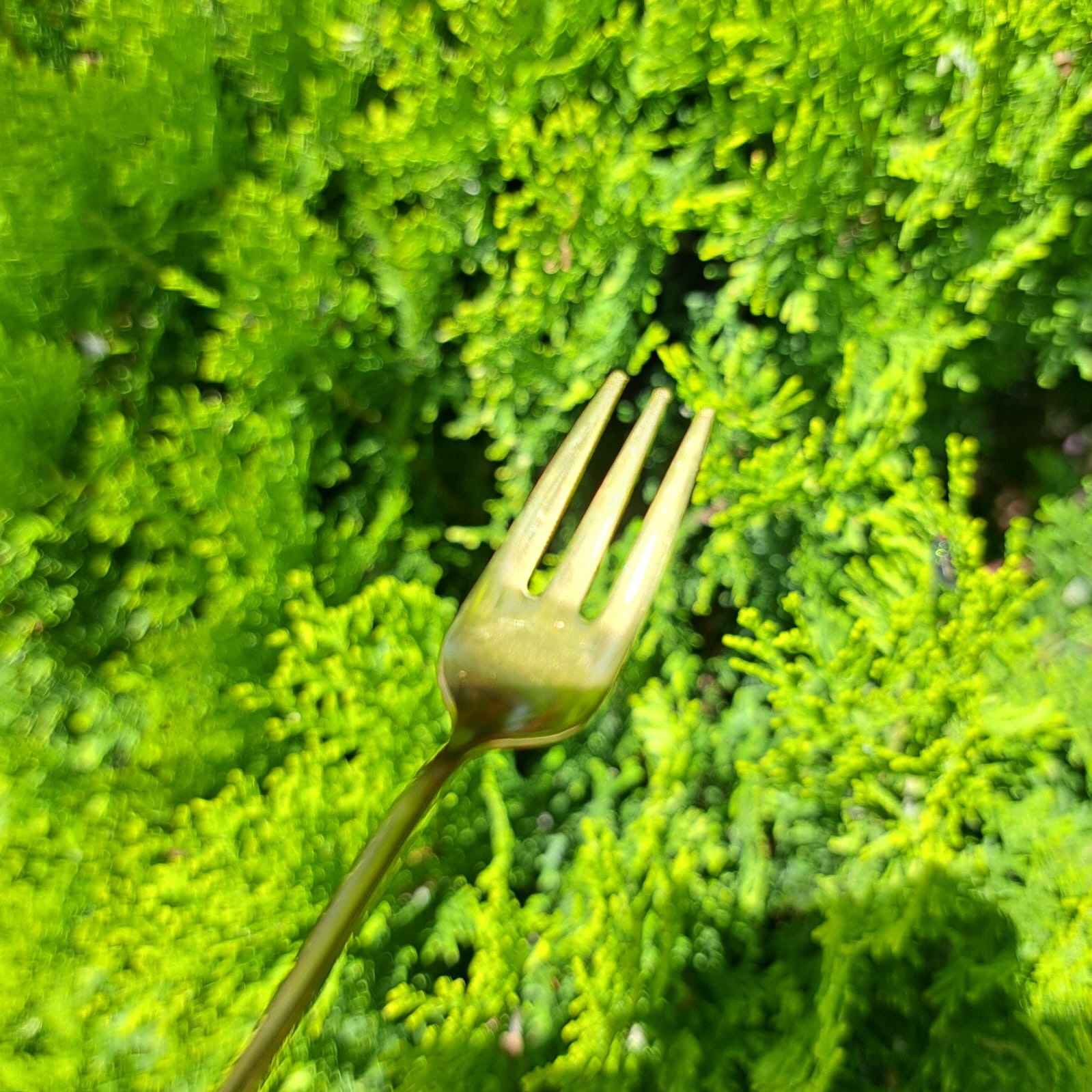 WIDELEC WIDELCZYK KOT KOTEK na PREZENT ZŁOTA 1szt BELLA dla KOCIARY Linia GW