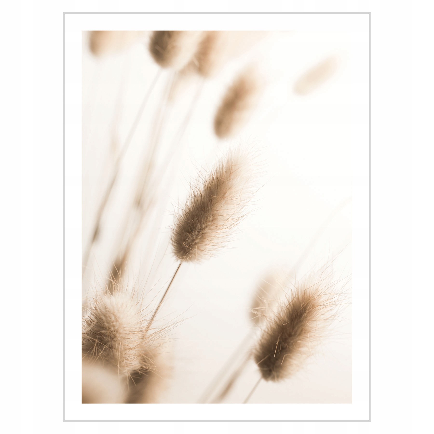 

Plakat 30x40 Boho Trawa pampasowa Dmuszek jajowaty