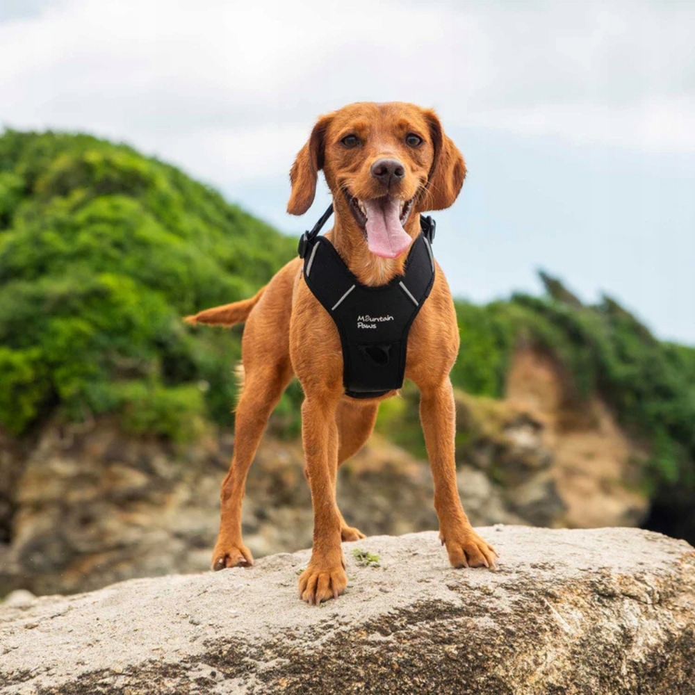 Levně Postroj pro psa Mountain Paws černý, L