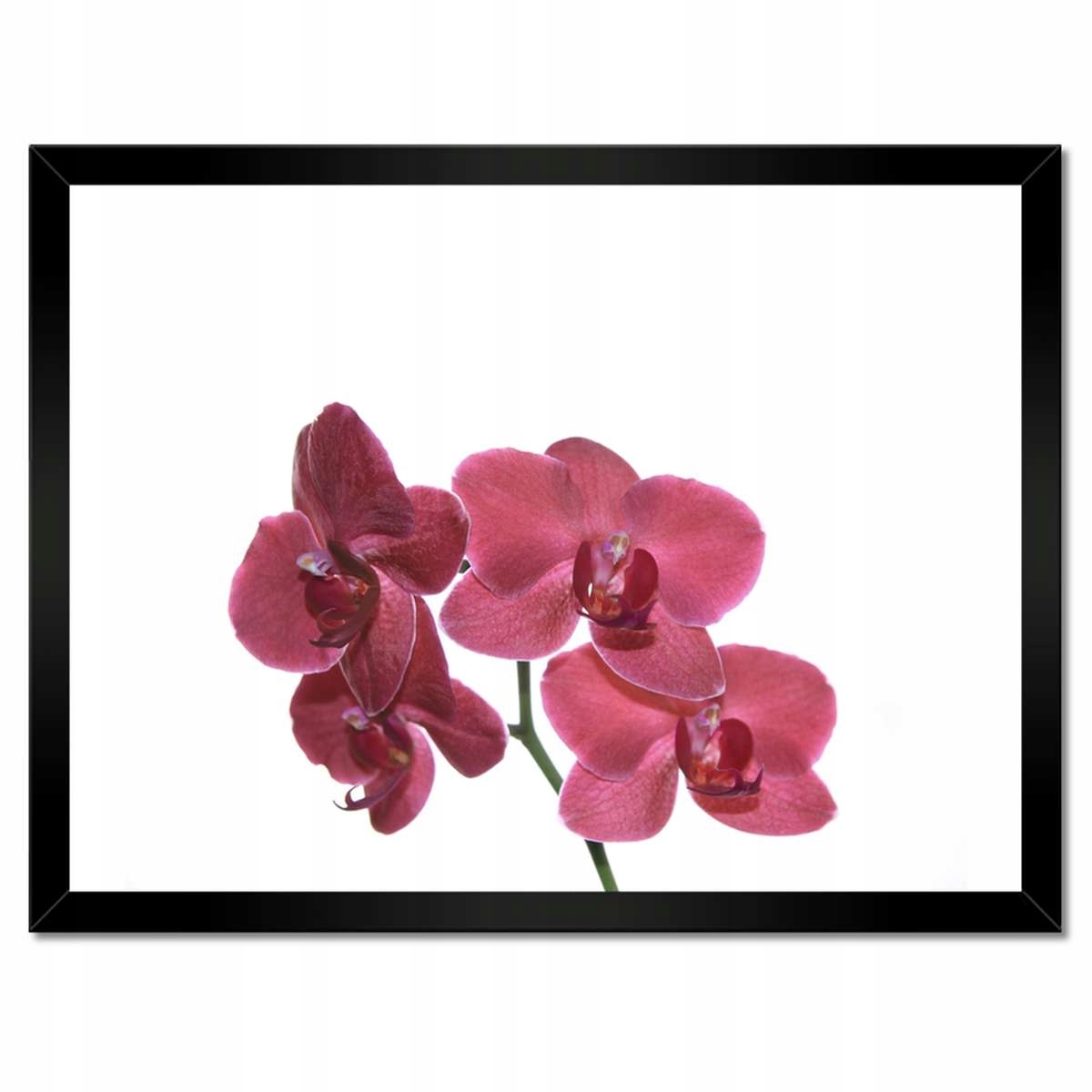Plakáty v rámu 40x30 Moje vášeň Orchidej Květina